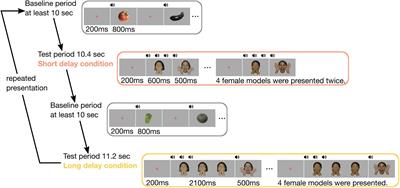 Infants’ Hemodynamic Modulation in the Temporal Region